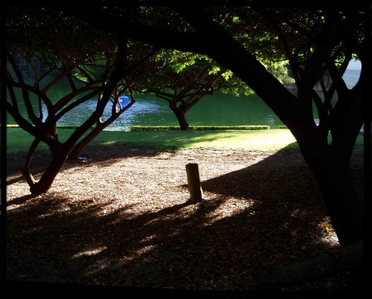 Arboles en Chapultepec
